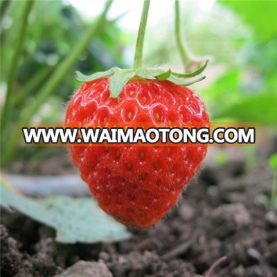 bulk frozen strawberry in best price